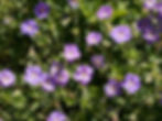 Cranesbill Rozanne