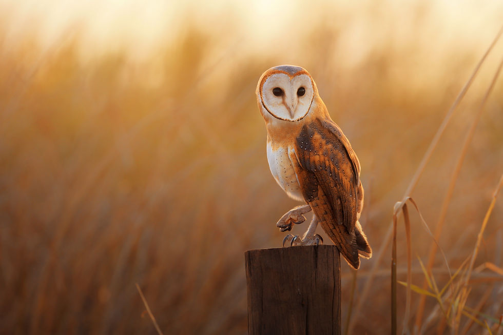A beautiful barn owl perched on a tree s