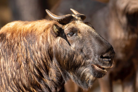 Bhutan