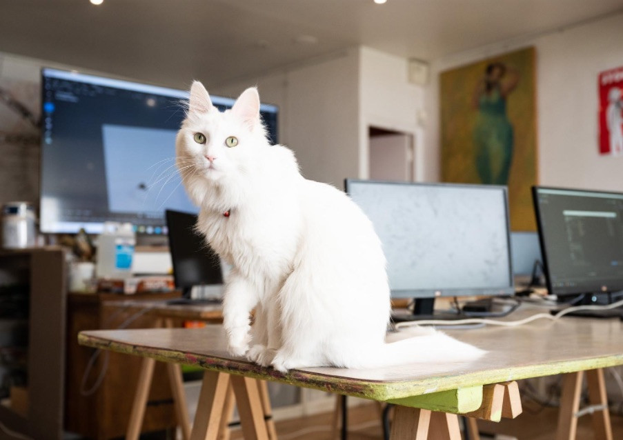 Louise, notre médiatrice animale