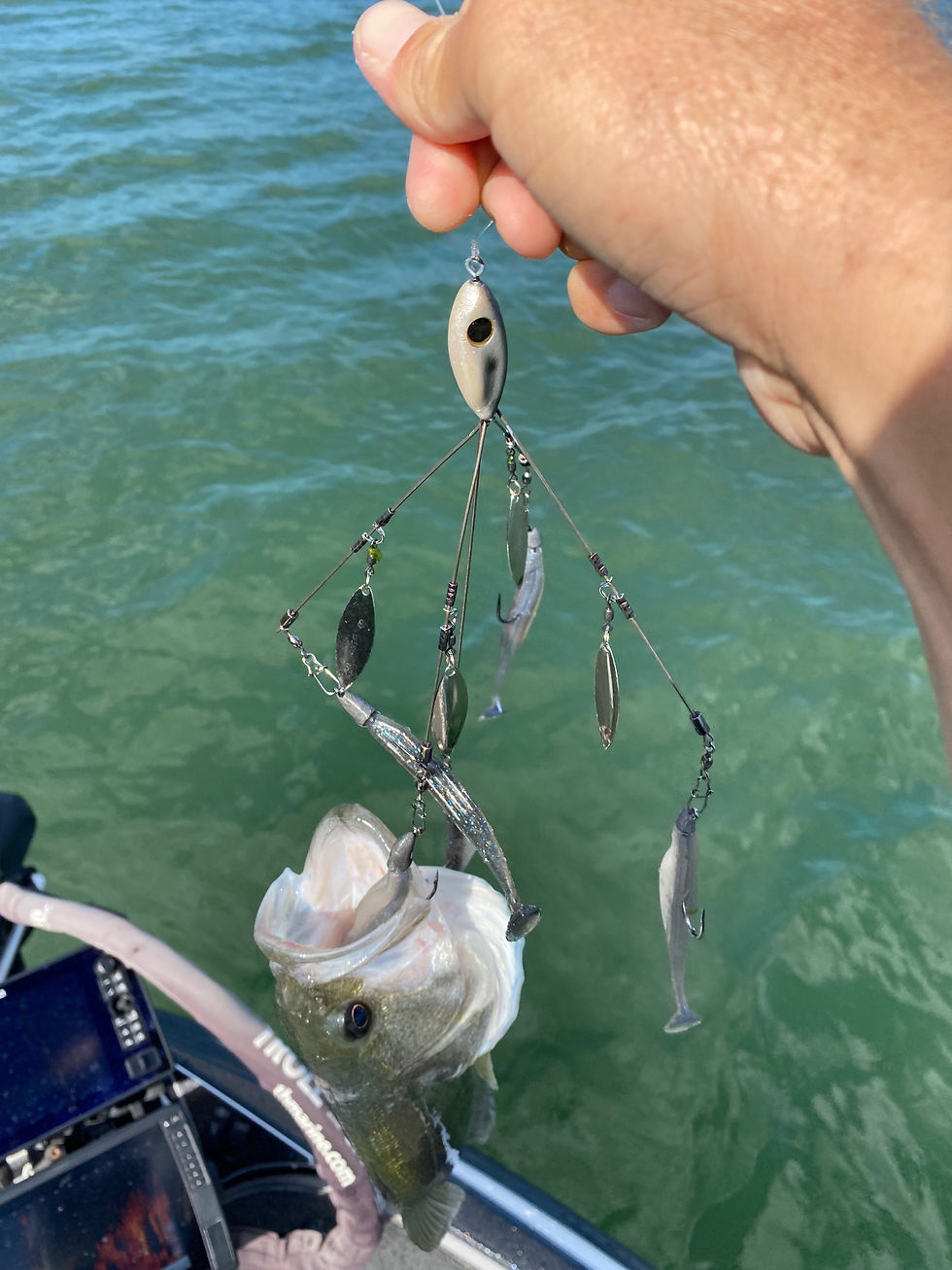 Fishing an Alabama Rig on Lake Travis