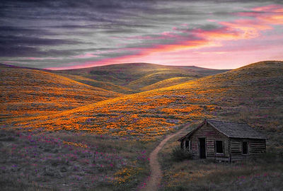 California Poppy Field.GA Hitchcock.jpg