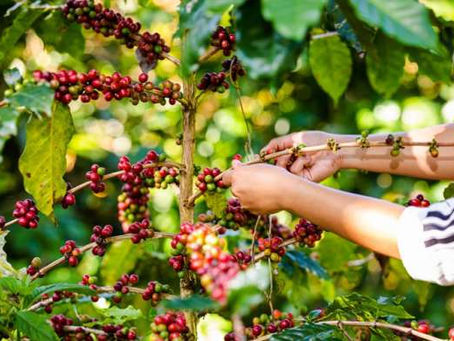 Quindío: Potencia en "Biocultura", en modo Plan Nacional de Desarrollo