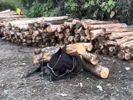 Denuncian maltrato animal en cultivos de Smurfit Kappa