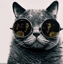 CatMorpheus.png