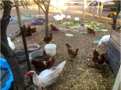 ChookRun