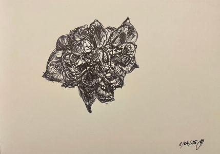 A black ink sketch of a dried camelia flower.