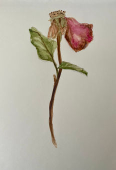 A watercolour sketch of a pink rose with one petal