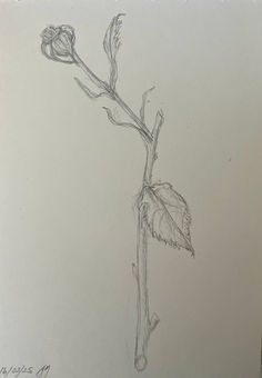 A pencil sketch of a rose with no petals