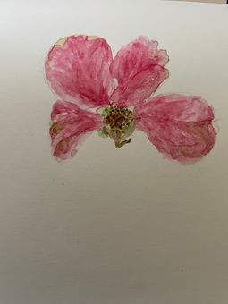 A watercolour sketch of a pink rose blossom with four petals