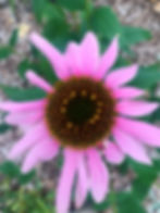 Herb & Tea Garden Design