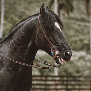 6 Erklärungen, warum das Gebiss im Pferdemaul schädlich ist