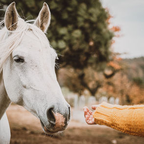 Dein Pferd ist "Distanzlos"? Es steckt mehr dahinter, als "Respektlosigkeit"