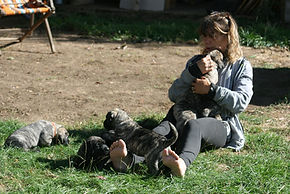 CHIOT10.jpg