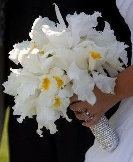 Cattleya