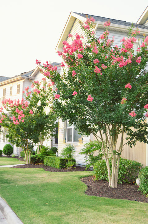 Virginia Beach Commercial Landscaping, Hotel Landscaping, Apartment Landscaping, Commercial Landscaping in Hampton Roads, Best Commercial Landscaping in Hampton Roads, Best Commercial Landscaping in Virginia Beach, Best Commercial Landscaping in Chesapeake