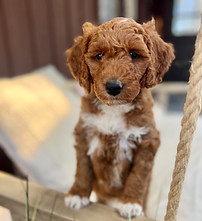 a goldendoodle puppy sitting on a couch