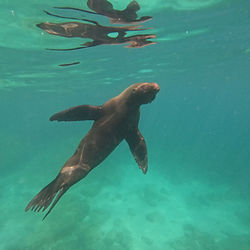 Playful Sea Lions are a highlight of many clients. 