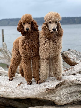 Sunset Standard Poodles | standard poodle puppies