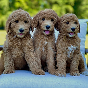 Sunset Standard Poodles logo