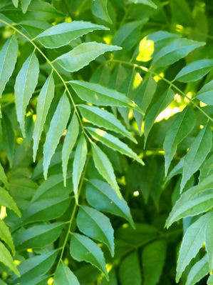 Curry Leaves: het groene goud van de Indiase keuken
