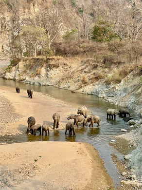 Jim Corbett National Park bezoeken: onze ervaring, safari tips en beste reistijd