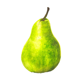 my watercolour of the pear draw by the A