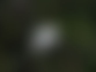 New Zealand White Heron or 'Kotuku'