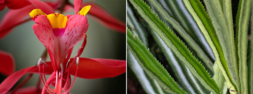 A short walk in the rainforest