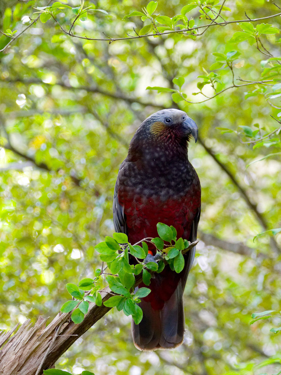 A colourful Kaka, a type of large forest dwelling parrot that has a noisy call and colourful underside.