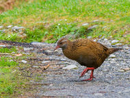 The Curious Weka