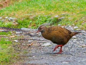 The Curious Weka