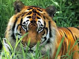 Les tigres, comme les chats, mangent de l'herbe !
Pourquoi ?