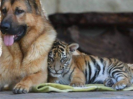 Deux nouveaux amis