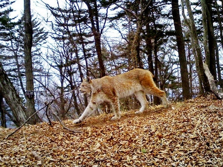 Tigre, léopard, lynx et un chat sauvage capturé dans la même zone à Primorye