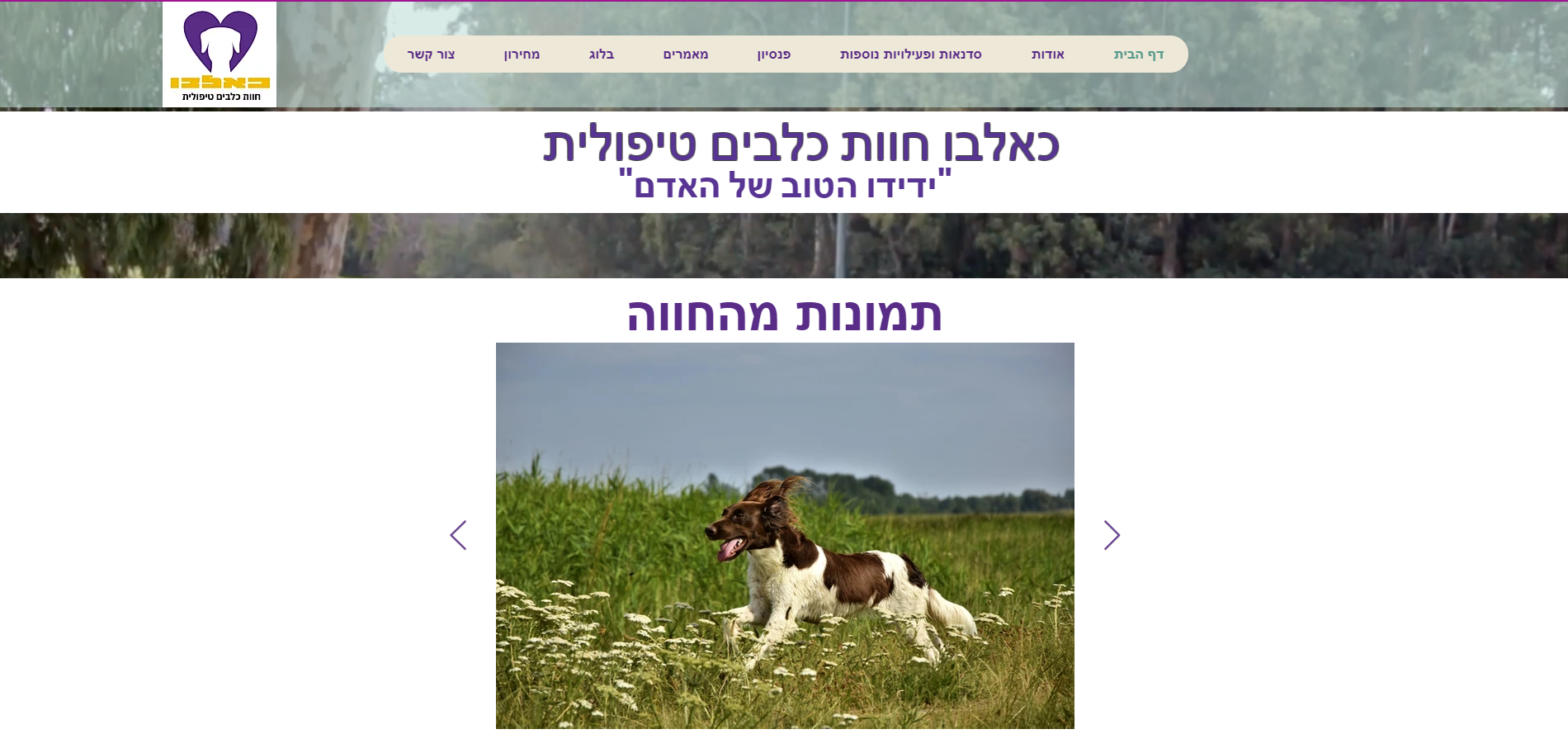 איילת תמיר - עיצוב אתר