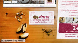 מיתוג | סטודיו קורלי