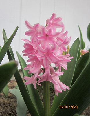 Donna Rose photo 2.jpg
