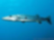 BARRACUDA