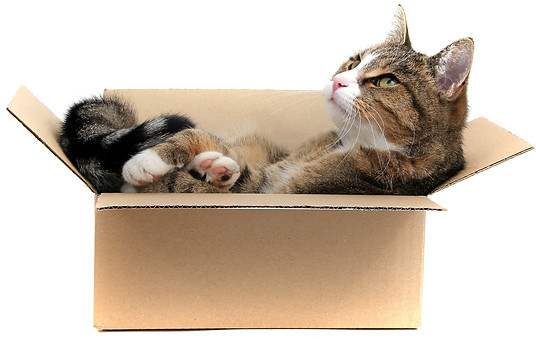 Katze in Karton_Versand und Lieferung