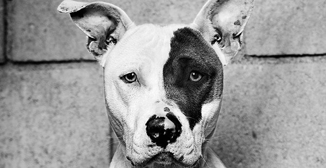 culture// Adopt Your New Best Friend | NKLA Super Adoption