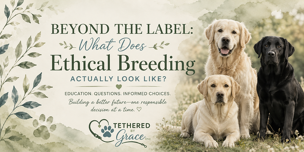 Beyond the Label: What Does Ethical Breeding Actually Look Like?