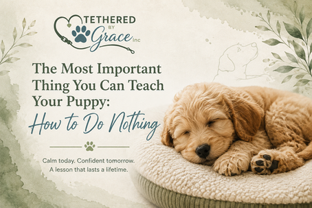 The Most Important Thing You Can Teach Your Puppy: How to Do Nothing