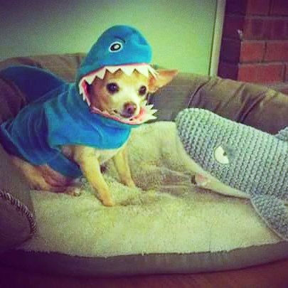 Chihuahua dressed as a shark