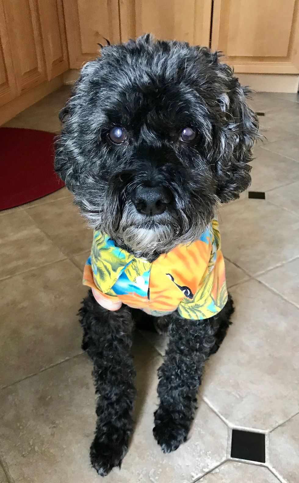Elvis Goldberg