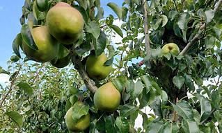 Doyenne aan de boom bij Van der Velpen