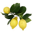 leafy_lemons.jpg