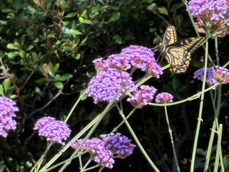 Butterfly on flower