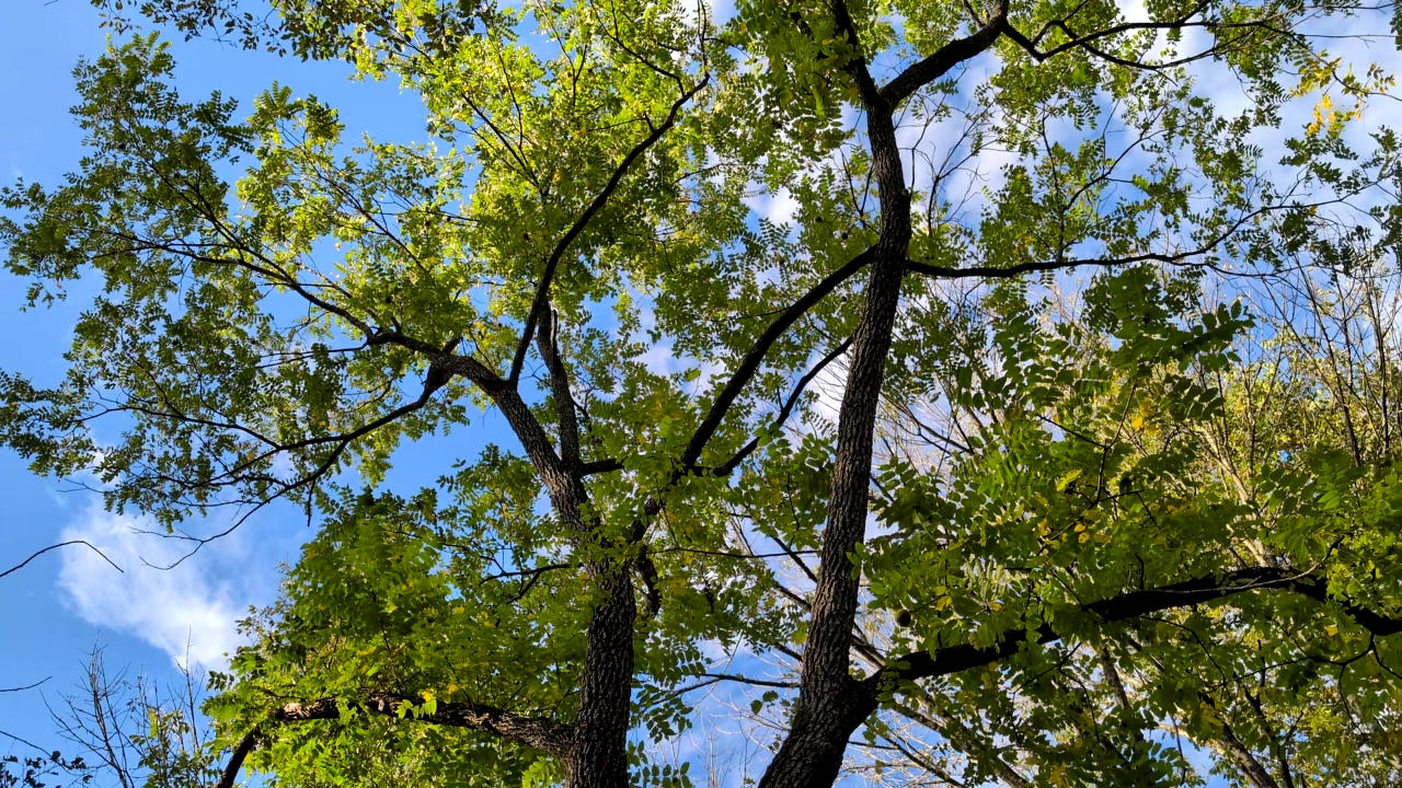 Juglans nigra - "Black Walnut"