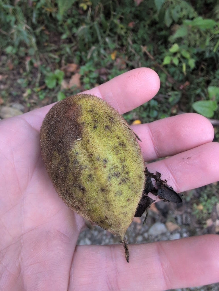 Juglans cinerea - "Butternut"